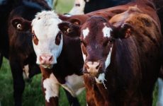 Recommendations For Effective Livestock Care